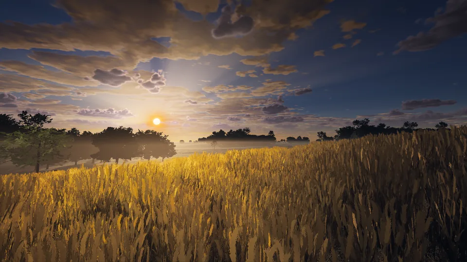 Ripe wheat glowing under a low evening sun